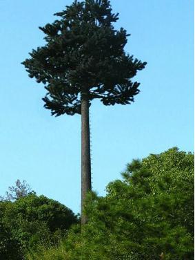 邢臺(tái)仿生樹避雷塔生產(chǎn)廠家